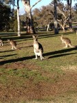 Federal Hole 10&nbsp;Kangaroos_s